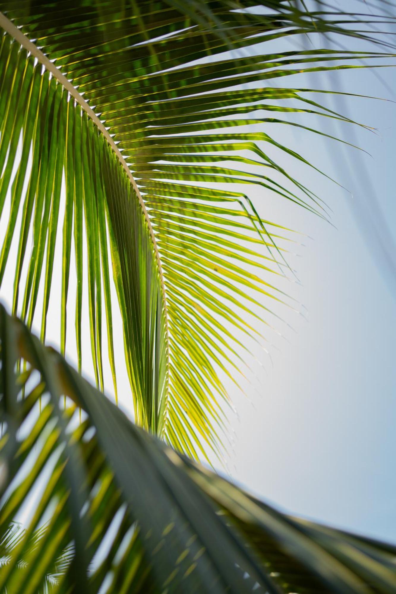 Sirenas Caribbean Rooms Holbox Exterior foto