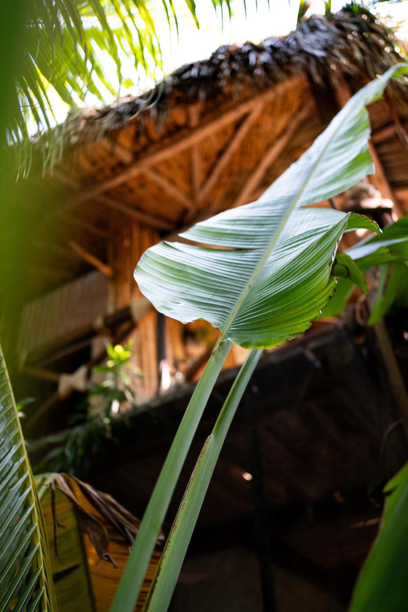 Sirenas Caribbean Rooms Holbox Exterior foto